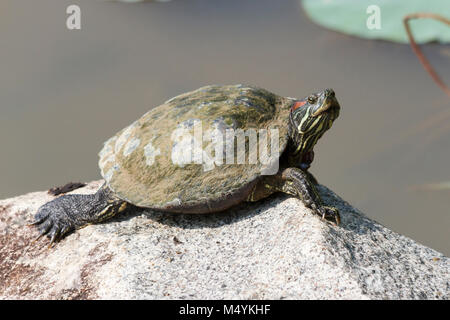 Red-eared terrapin or Red eared slider (Trachemys scripta elegans) Singapore Stock Photo