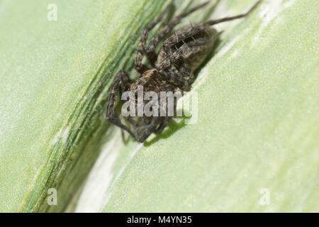 animal, arachnid, dangerous, green, hairy, insect, jumper, jumping, leaf, macro, nature, poison, scary, small, spider, weave, web, wild, wildlife Stock Photo