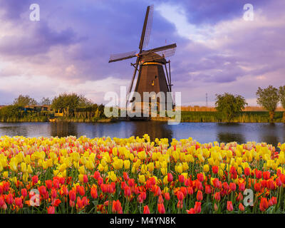 Windmills and flowers in Netherlands Stock Photo