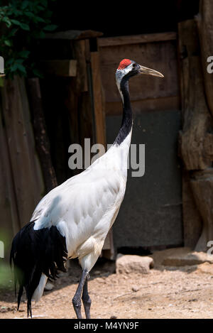 red crowned crane Stock Photo