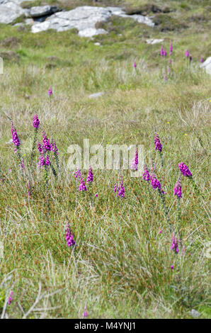 Common foxglove flowers growing wild amongst the grasslands and rocks in the Outer Hebrides of Scotland Stock Photo