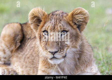 Curious lion cub Stock Photo
