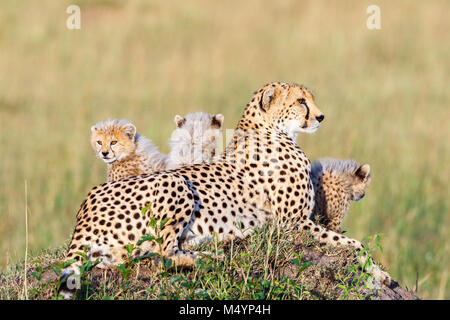 Cheetah with cubs