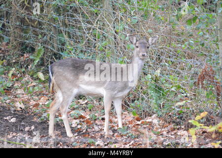 Young Sika deer Cervus nippon standing in garden woodland close to stock cattle wire mesh fence The Doward Herefordshire UK England Stock Photo