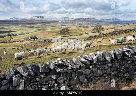 Swaledale sheep graze near Horton-in-Ribblesdale, Yorkshire Dales National Park, UK. A snow covered Ingleborough peak in the background. Stock Photo