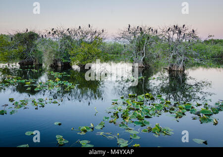 Anhinga birds roosting on trees at Taylor Slough in Everglades National Park in Southern Florida. Stock Photo