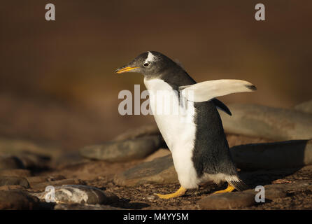 Gentoo penguin walking on a rocky coast, Falkland islands. Stock Photo