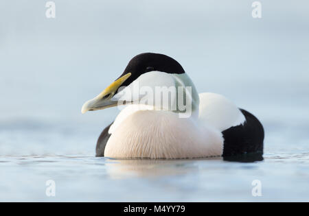 Close up of a male common eider (Somateria mollissima), Norway. Stock Photo
