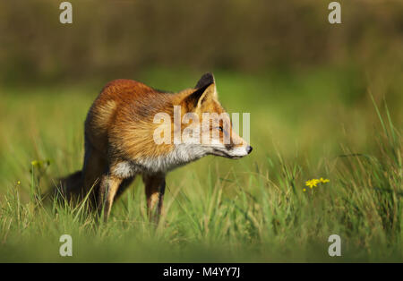 Red fox standing in the field of grass, UK. Stock Photo