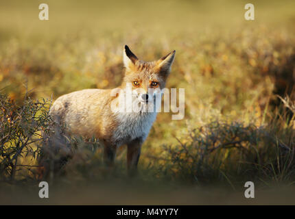 Close up of a young Red fox standing in the field of grass on a sunny evening. Stock Photo