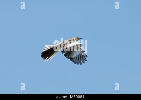 Northern Mocking Bird (Mimus polyglottos): flying Stock Photo
