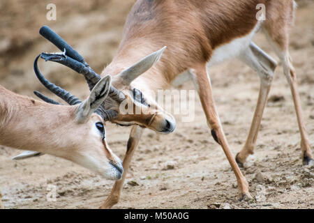 Madrid, Spain. 19th February, 2018. Two dorcas gazelle (Gazella Dorcas Neglecta) fight at Madrid Zoo on February 19, 2018 in Madrid, Spain. Credit: David Gato/Alamy Live News Stock Photo