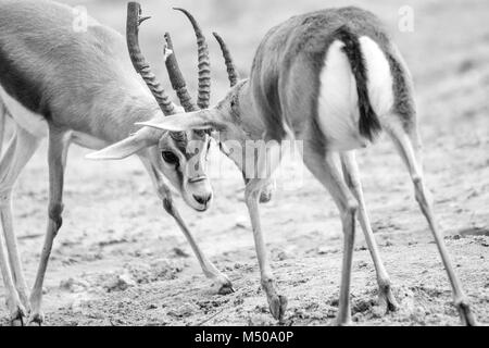 Madrid, Spain. 19th February, 2018. Two dorcas gazelle (Gazella Dorcas Neglecta) fight at Madrid Zoo on February 19, 2018 in Madrid, Spain. Credit: David Gato/Alamy Live News Stock Photo