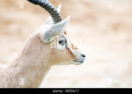 Madrid, Spain. 19th February, 2018. A dorcas gazelle (Gazella Dorcas Neglecta) at Madrid Zoo on February 19, 2018 in Madrid, Spain. Credit: David Gato/Alamy Live News Stock Photo