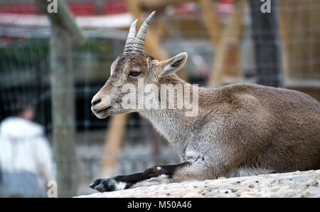 Madrid, Spain. 19th February, 2018. A Spanish ibex (Capra Pyrenaica) rests at Madrid Zoo on February 19, 2018 in Madrid, Spain. Credit: David Gato/Alamy Live News Stock Photo