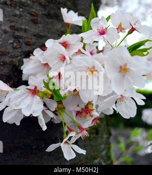 Sakura Flowers / Cherry Blossom on cherry tree trunk in japan Stock Photo