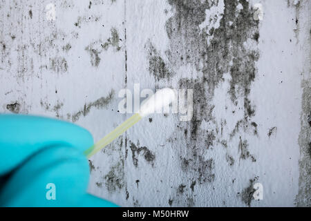 Close-up Of Person's Hand Holding Cotton Bud To Get Fungus Samples From Wall Stock Photo