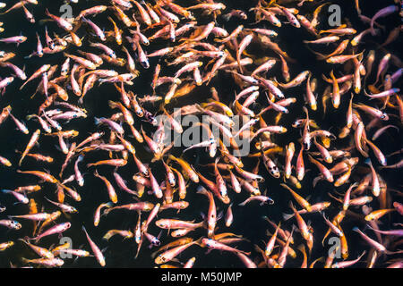 School of goldfishes, Madu Ganga, Sri Lanka Stock Photo