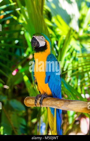 Parrot in Bali Island Indonesia Stock Photo