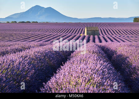 Lavender fields in Plateau de Valensole with stone house in Summer. Alpes de Haute Provence, PACA Region, France Stock Photo