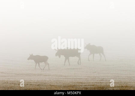 Moose in the autumn mist in a field Stock Photo