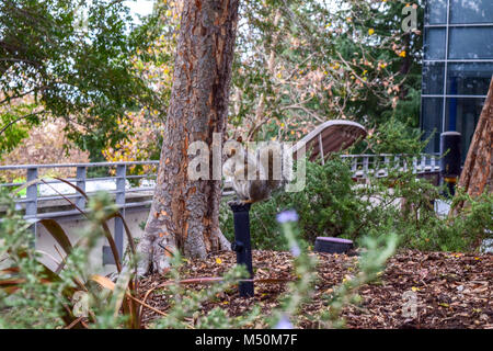 American squirrel is sitting on a stick in front of bushes Stock Photo