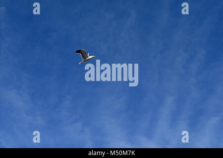 Seagull is flying in front of the deep blue sky in San Francisco Stock Photo