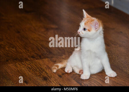 A ginger and white kitten sat on a wooden floor Stock Photo