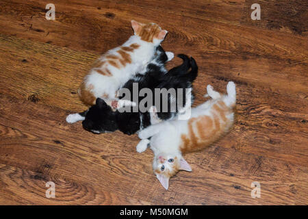Two black and white and two ginger and white kittens lying on the floor Stock Photo