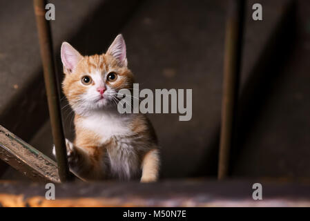 Homeless ginger kitten in the entrance of house Stock Photo