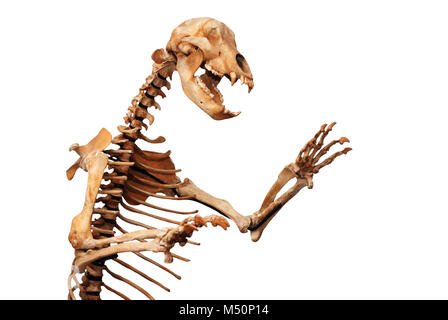 skeleton of ursus spelaeus Stock Photo