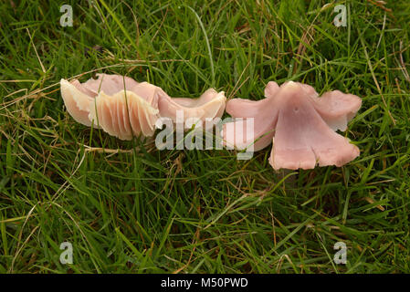 Hygrocybe calyptriformis, Pink Waxcap or Ballerina Waxcap Stock Photo