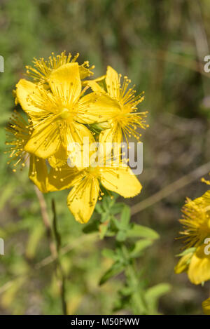 Imperforate St John's-wort, Hypericum maculatum Stock Photo