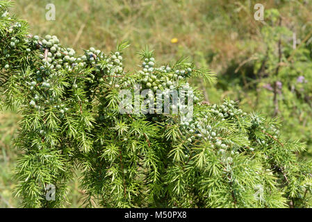Juniper, Juniperus communis Stock Photo
