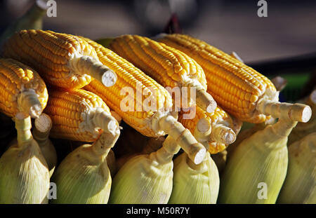 Fresh Corn on the cob Stock Photo