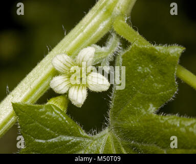 Red  bryony Bryonia dioica Stock Photo