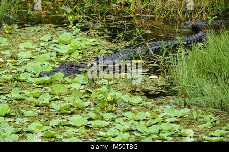 A american alligator (alligator mississippiensis) in Largo, Florida Stock Photo
