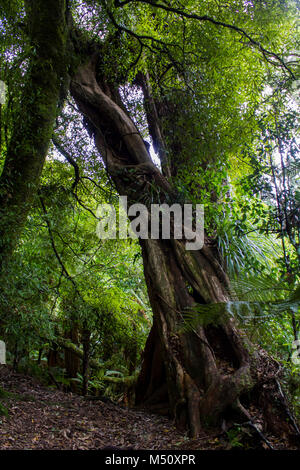 Ancient northern Rata tree twisted trunk Stock Photo