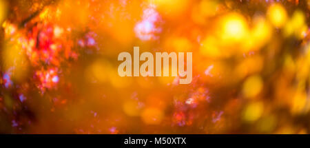 defocused red leaves, perfect autumn background Stock Photo