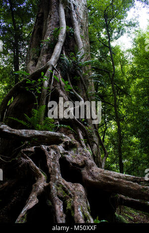 Tree Including Roots Nz Native Huge and very old native Kauri tree in the bush of New Zealand. The ...