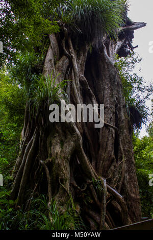 Ancient northern Rata tree twisted trunk Stock Photo