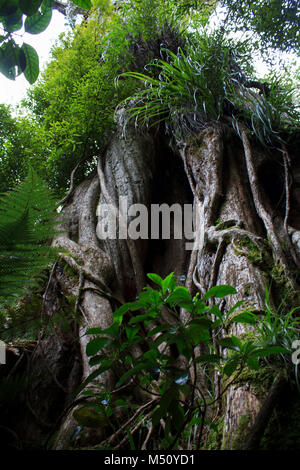 Tree twisted trunk Stock Photo