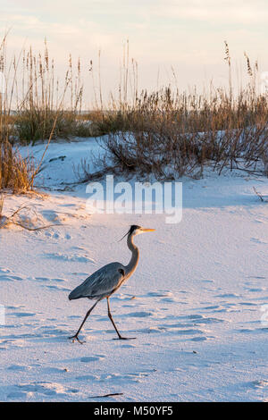 A great blue heron walks on Fort Pickens Beach in the Gulf Islands National Seashore, Florida. Stock Photo