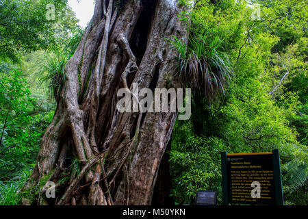 Ancient northern Rata tree in New Zealand forest Stock Photo