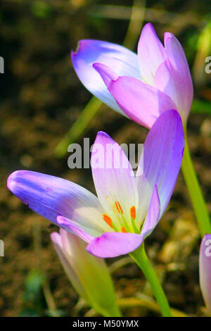 beautiful pink flowers of Colchicum autumnale blossoming in the Autumn Stock Photo