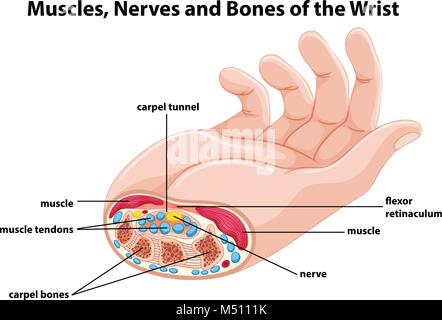 Diagram showing human hand with muscles and nerves illustration Stock Vector