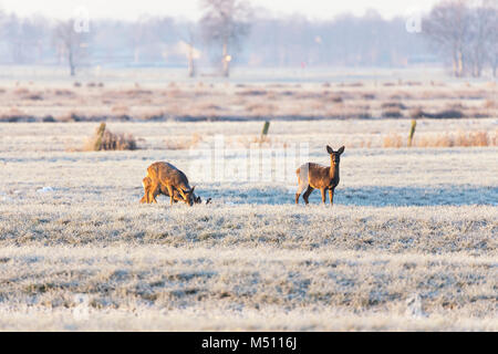 tow roe deers and a buck on frozen meadow in northern Germany Stock Photo