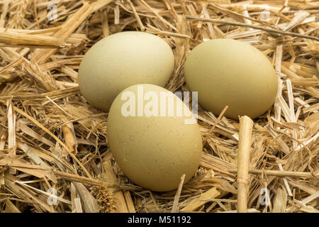 Green eggs from Araucana chicken breed on straw in chicken coop Stock Photo