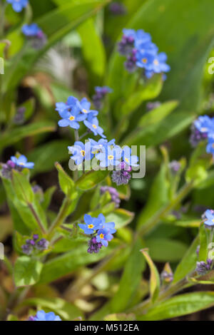 'Firmanent' Chinese forget-me-not, Kinesisk förgätmigej (Cynoglossum amabile) Stock Photo