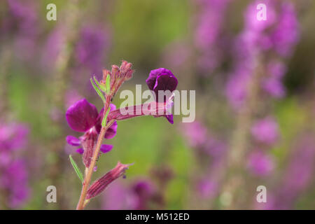 Blue Waxweed, Indianbloss (Cuphea viscosissima) Stock Photo